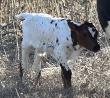 FF Miss Quiet Lady calf 125