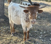 FF Miss Quiet Lady heifer 124